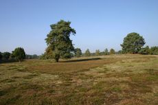 Heidelandschaft-im-Herbst-1.jpg